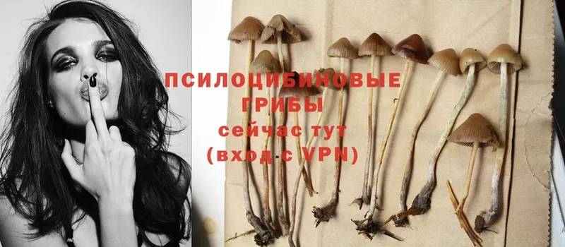 Псилоцибиновые грибы Psilocybe Жуковка